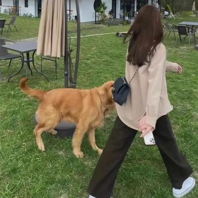 鳄鱼天使